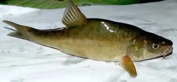 贵州特有地下鱼,洞穴鱼,当地人叫油鱼,岩花鱼,请问学名叫什么名字