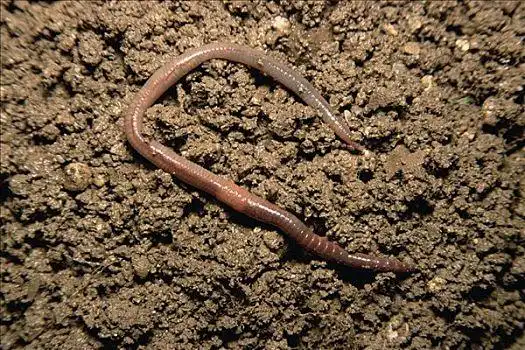 蚯蚓图片