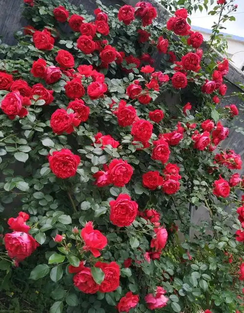 佛罗伦蒂娜月季优缺点(佛罗伦蒂娜是大型藤本月季花吗)-养花技巧-长景