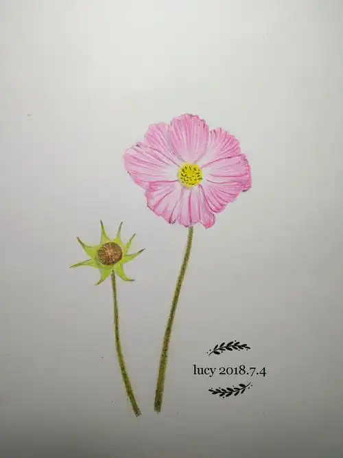 彩铅初学第12天之格桑花