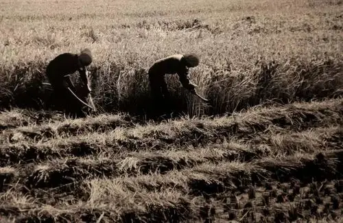 (上世纪70年代的河南农业 姬天剑/图 )