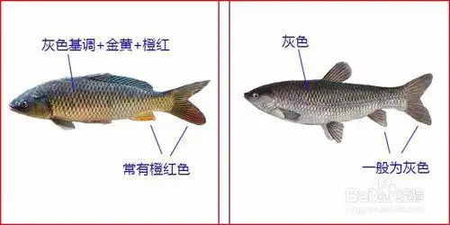 鲤鱼和草鱼的区别