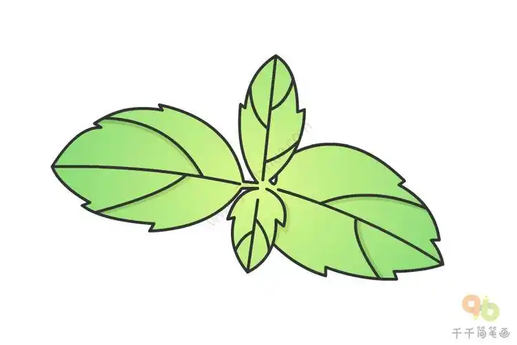 盆栽薄荷简笔画
