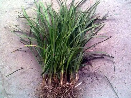 山东丹麦草的种植环境