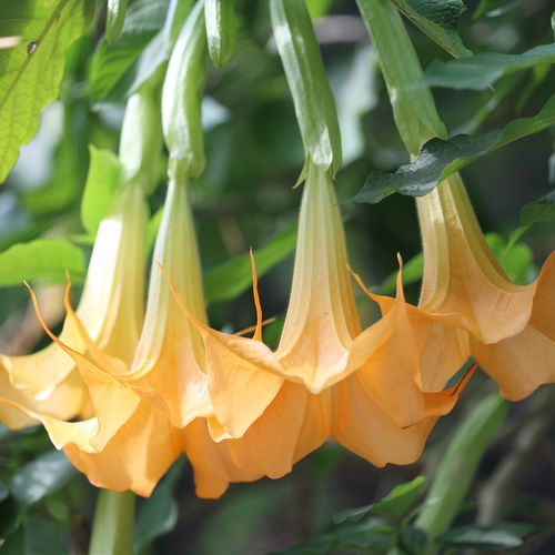 多年生灌木花卉木本曼陀罗mandragore庭院别墅民宿花园植物可盆栽