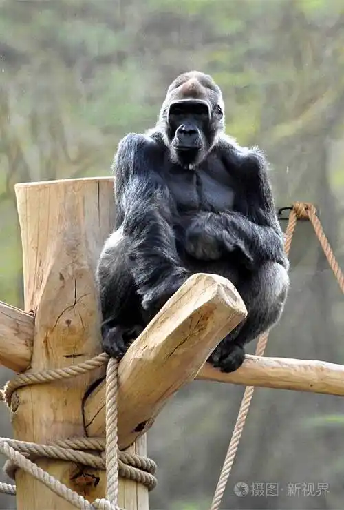 细节视图大猴猩猩