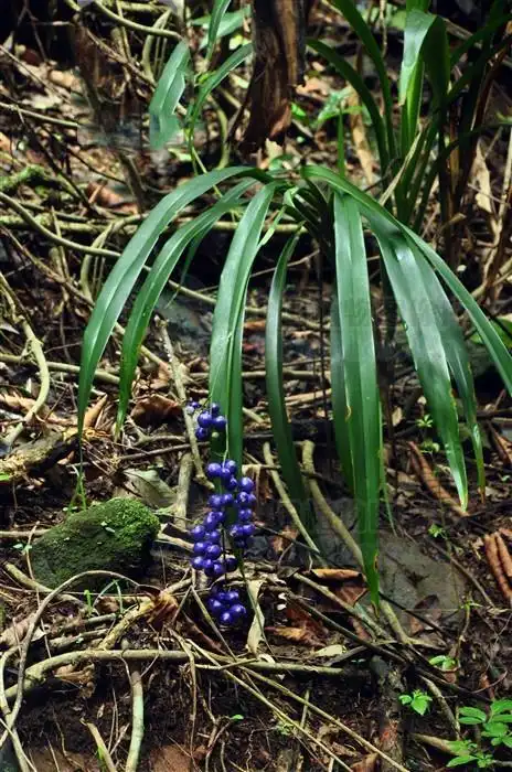 山菅兰,见过吗?大毒!外用治痈疮脓肿,癣,淋巴结炎