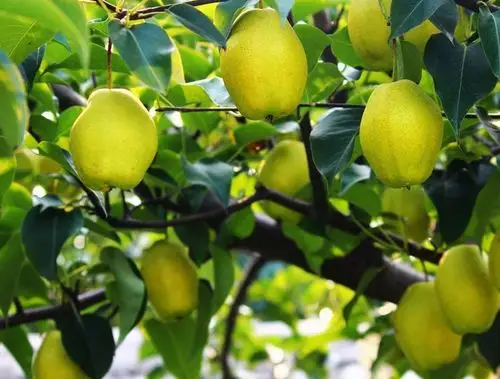 梦见梨树果实累累预示你将有很多机会,要好好把握.