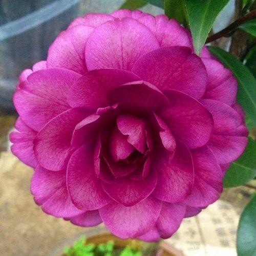 精选盆栽花卉紫玫瑰茶花蓝紫色茶花苗稀有品种室内阳台花卉绿植包