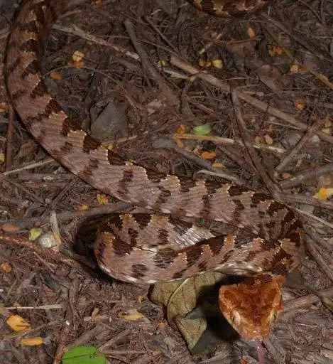 我家是在江西省,不是在山里, (不知道山里有没有) ,在我乡下一种蛇有