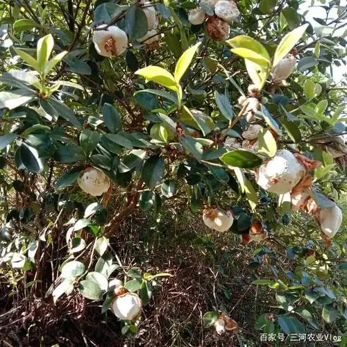 山野田埂上的茶泡果你们见过吗