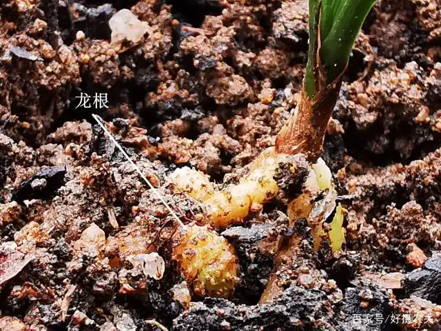 兰花龙根不好养?两个注意事项不能忘,新手也能养开花