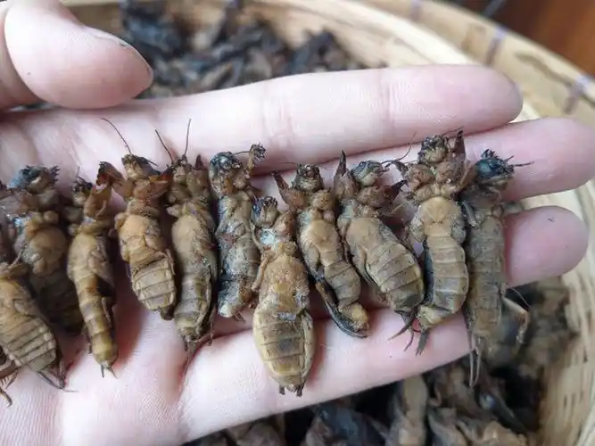1斤新鲜速冻精选蝼蛄蝲蝲蛄土狗土狗仔食用昆虫 仔食