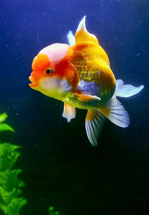 你一定没见过这么漂亮的金鱼.你见过有表情的金鱼吗?