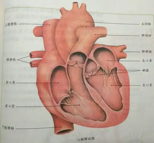 心脏