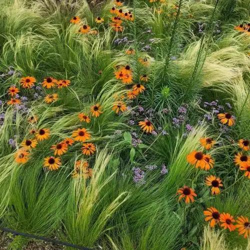 观赏草也有大魅力,墨西哥羽毛草还原真实的自然之美