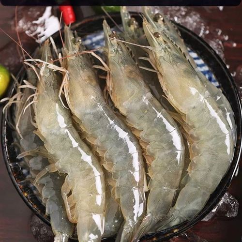 捕虾新鲜青岛海对虾青虾大海海虾净重3638斤4斤冻虾