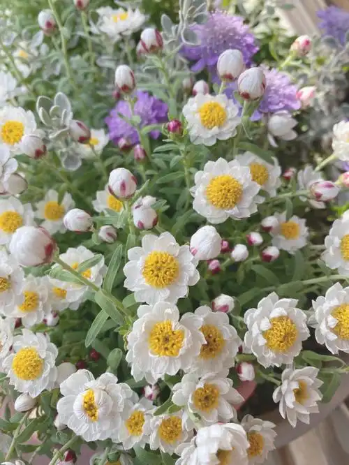 煎蛋花纸鳞托菊78可可爱爱