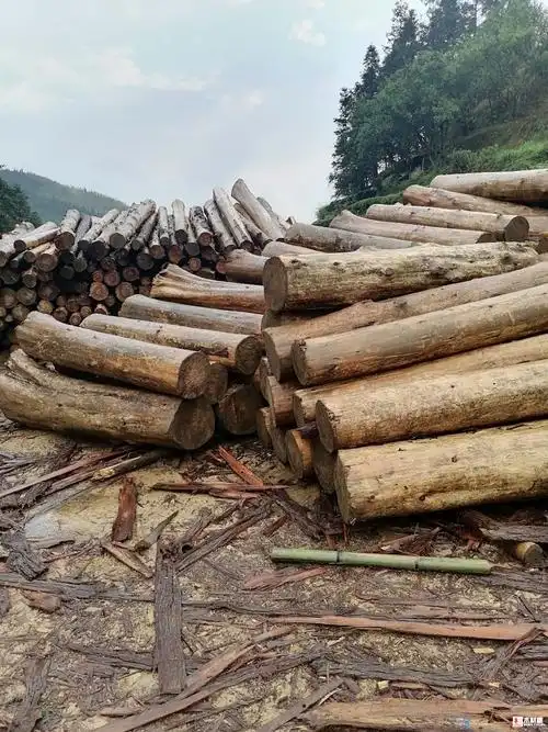 批发销售各种规格杉原木及杉木制品