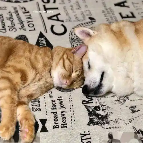 家里狗狗疯狂掉毛铲屎官苦中作乐成了书法家可还行