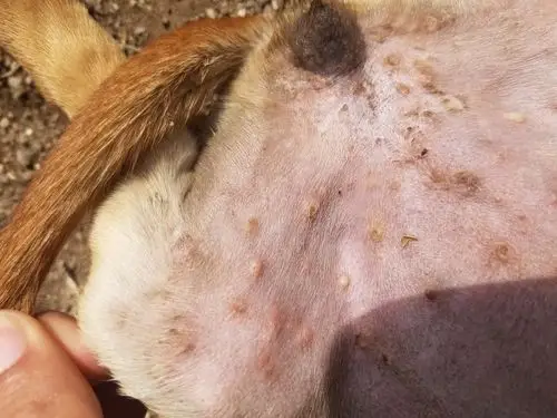 狗狗肚子上起了些白色的脓包,用什么药能治?求大神赐教 谢谢了