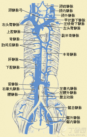 奇静脉,半奇静脉,副半奇静脉?你搞懂了么?