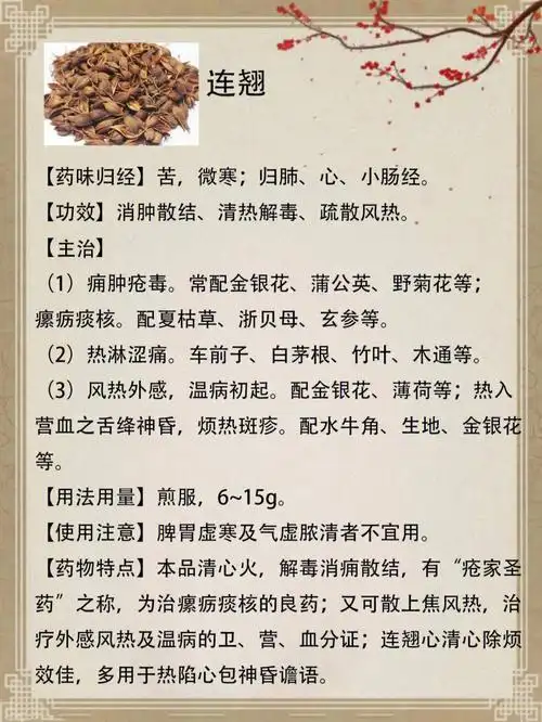 疏散风热,消肿散结等功效#中医  #中药材  #中药  #连翘