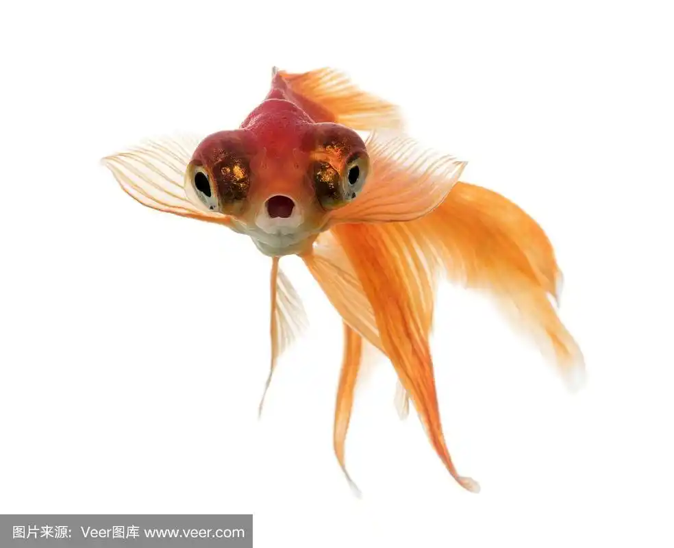 正面的看法,金鱼在水,孤立的白色