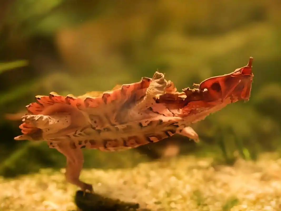 每天认识一种动物——枯叶龟 枯叶龟别名玛塔龟,玛塔蛇颈龟,原产于南