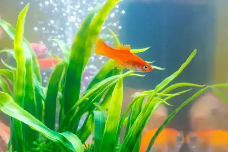 鱼缸与鱼图片