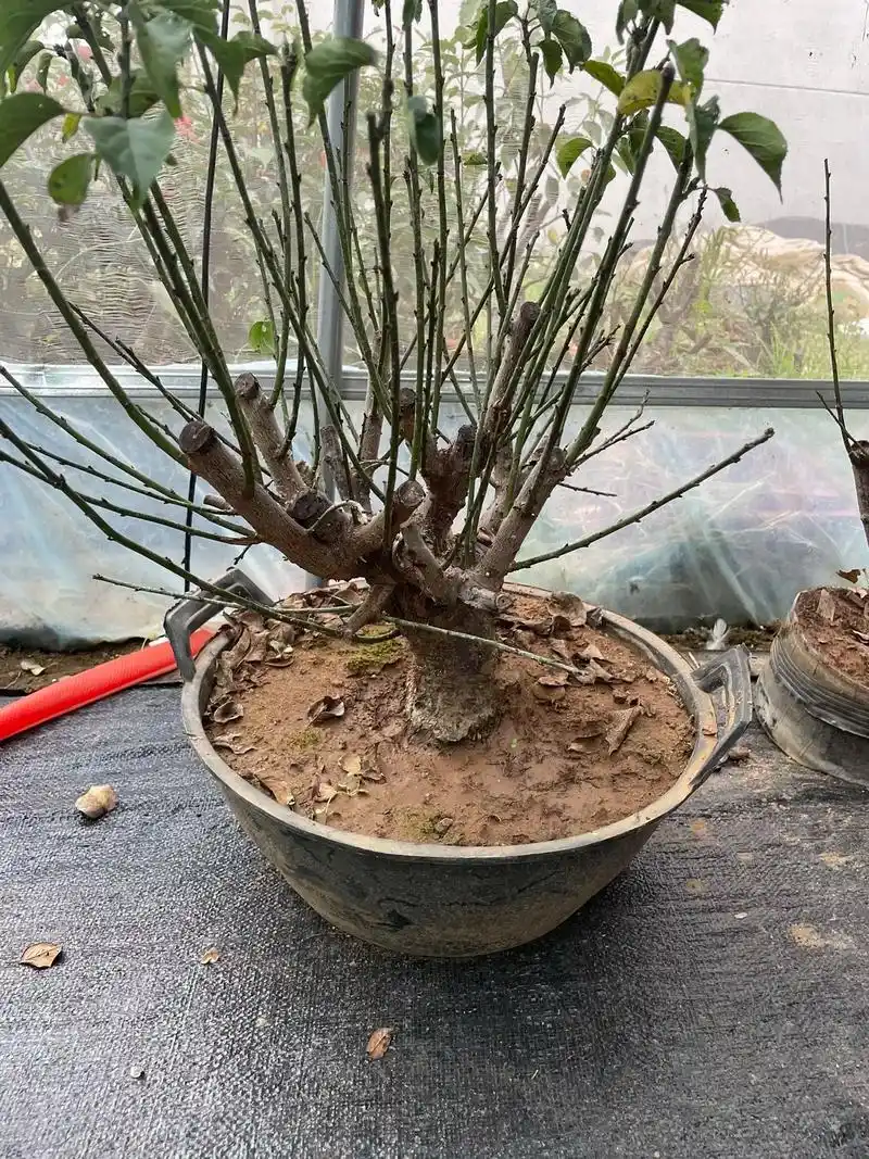 骨里里红梅 #诚信苗木人 #红梅 #老桩 喜欢梅花的欢迎咨询 - 抖音