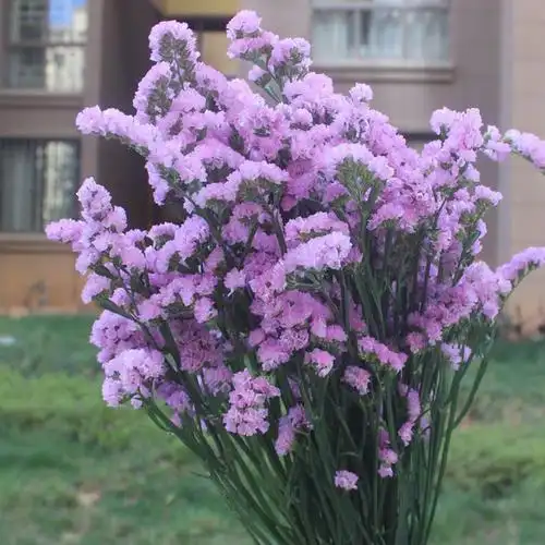 干花 勿忘我云南干花原产地直销厂家批发 真花束全干发货图片