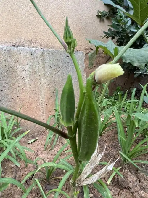 黄秋葵叶子发黄怎么办黄叶的原因