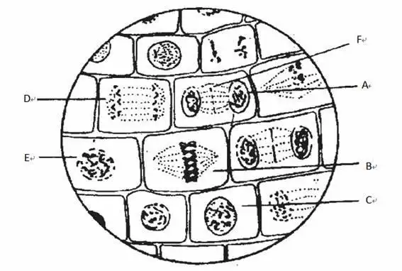 用显微镜观察洋葱根尖细胞有丝绘出如下示意图据图答题f为某细胞结构