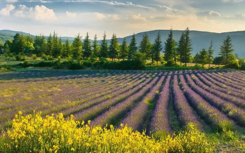 唯美春日花海风景桌面壁纸,风景壁纸,唯美,高清,梦幻,春天,自然风光