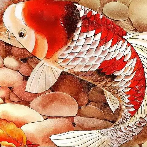 锦鲤被称为"好运鱼","风水鱼","水中活宝石","观赏鱼之王".