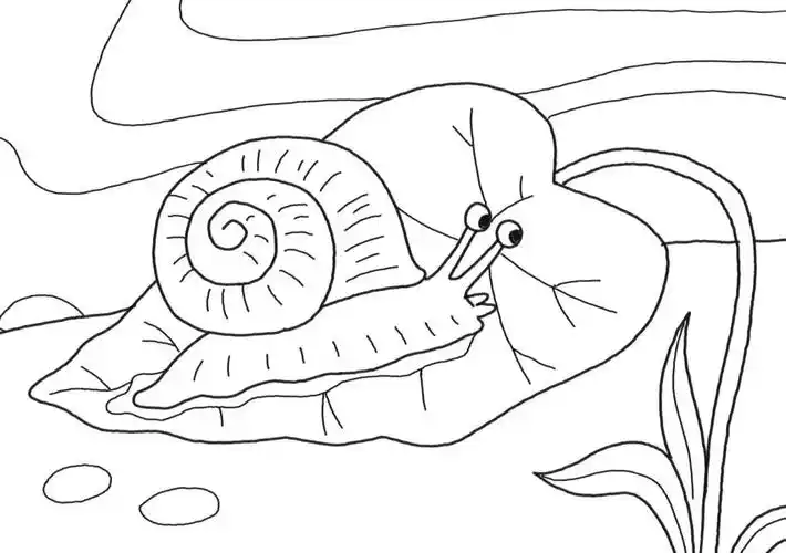 叶子上的蜗牛简笔画画法步骤-图6