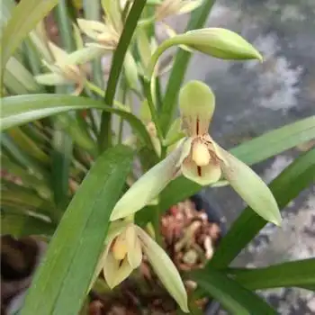 六角仙,8苗头,自然种植