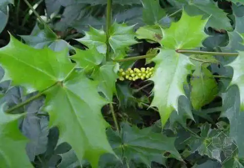【要用价值植物·十大功劳叶】