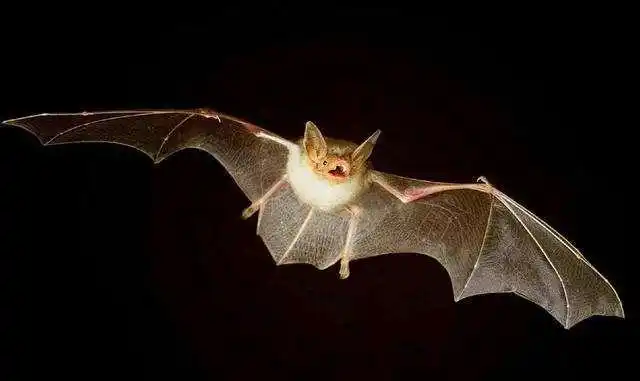 美国研究发现,吸血蝙蝠生病时会保持社交距离