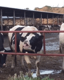 奶牛舌头伸头搞笑gif动图_动态图_表情包下载_soogif