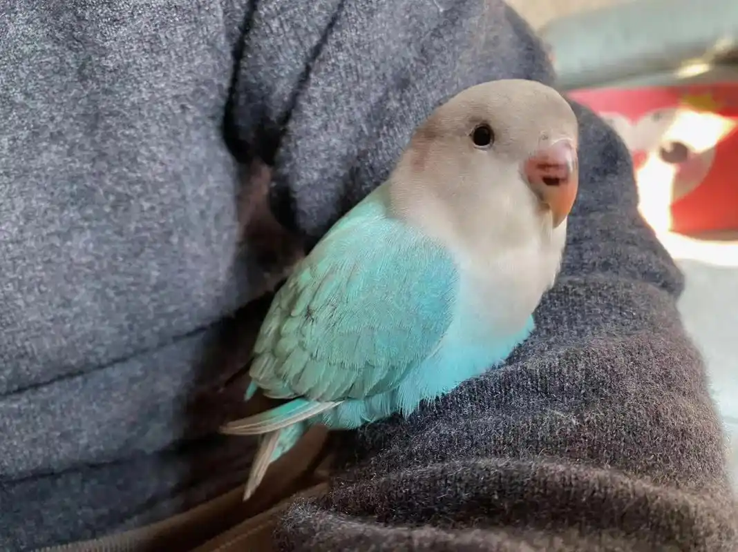 小可爱上线|牡丹鹦鹉00松石蓝闪