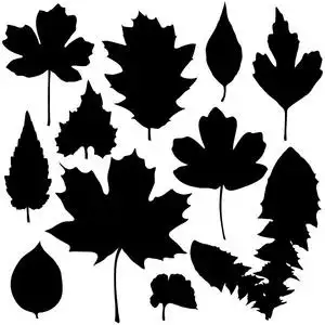 向量组的黑色树叶剪影照片