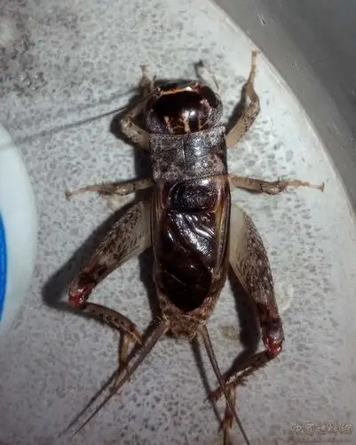 5个土虫 - 蟋蟀论坛 - 中国蟋蟀网 - powered by discuz!