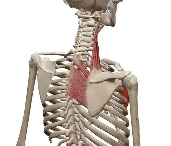 中背部(菱形肌)疼痛如何缓解?