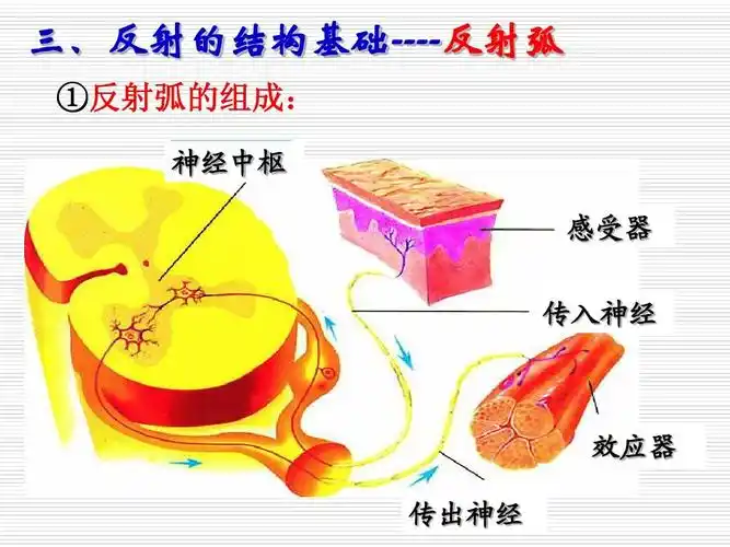 适于广东省高二生物学业水平测试(小高考)复习课使用 三,反射的结构