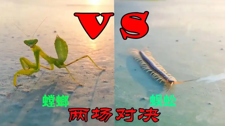 螳螂vs蜈蚣镜头中看得出来螳螂已经开始拼命了