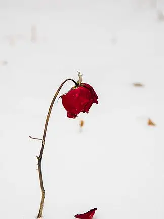 i>枯 /i> i>萎 /i>的玫瑰 i>花 /i>