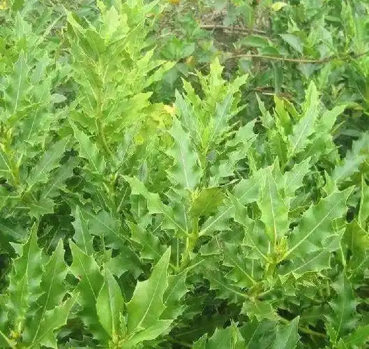 民间草药老鼠簕