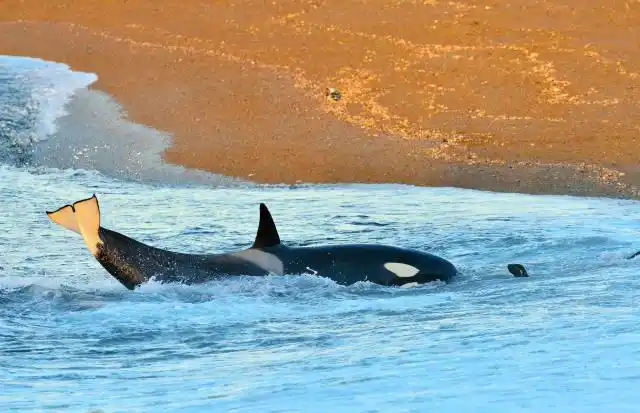 南美洲巴塔哥尼亚虎鲸的抢滩登陆捕食法